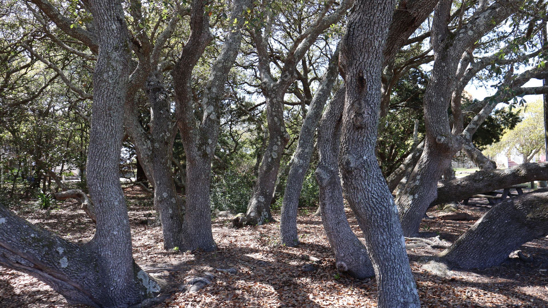 File:Station Street Park, Emerald Isle (April 2023) 3.jpg