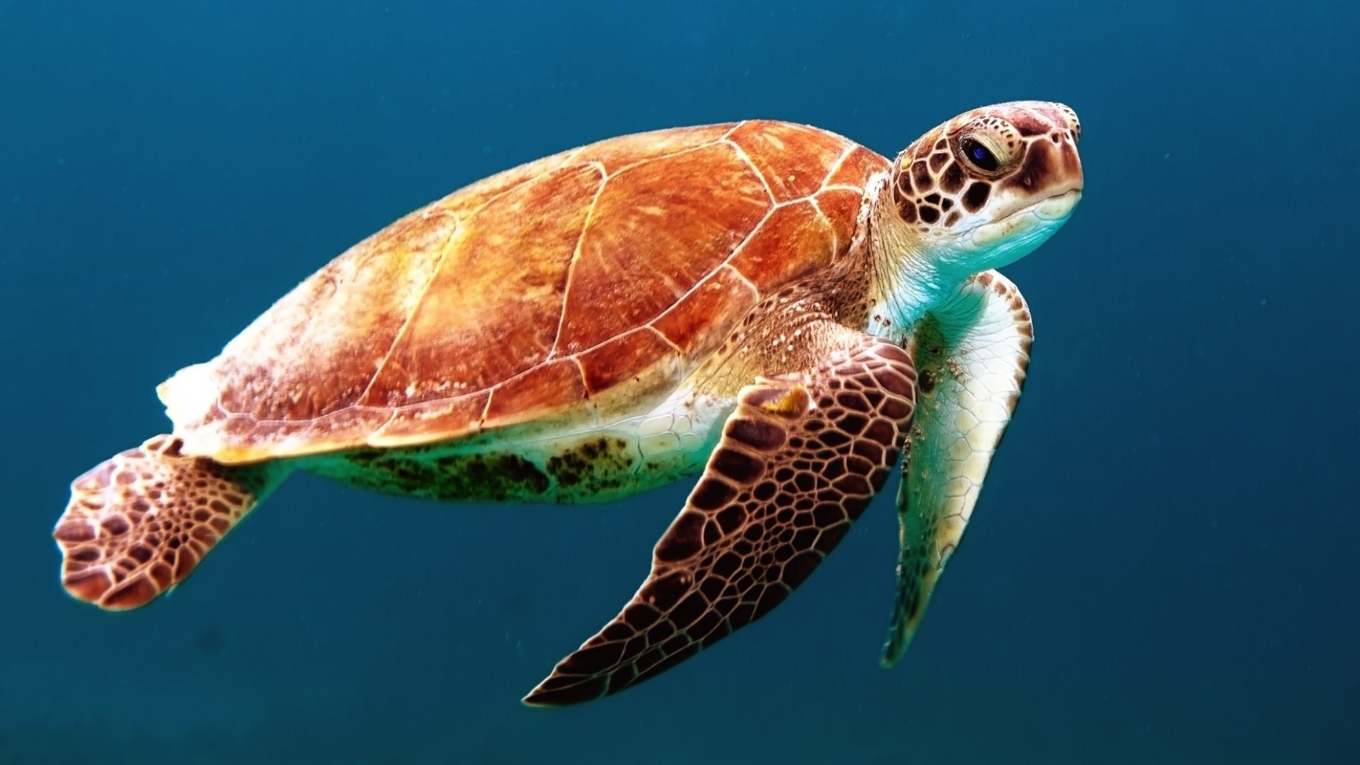 File:Sea turtle 2015 (Unsplash).jpg