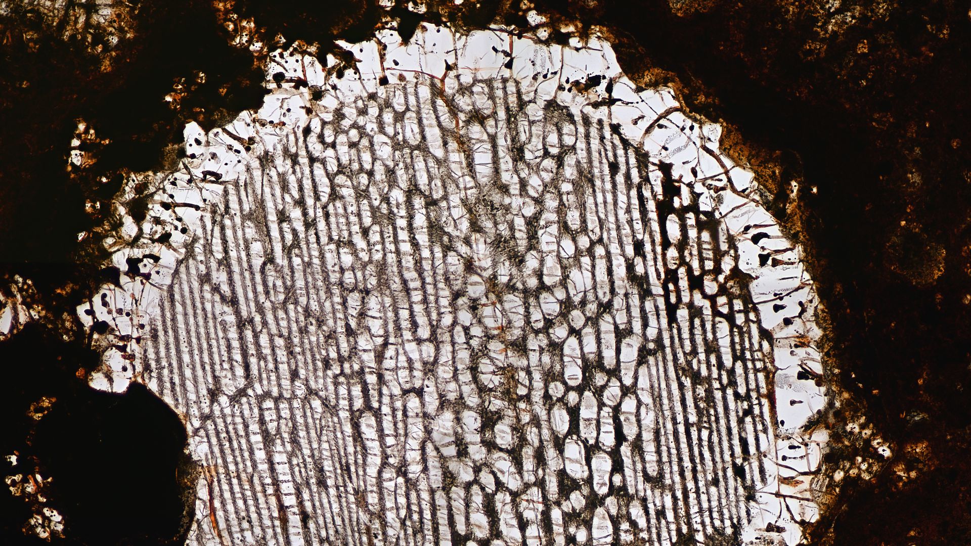 File:NWA 5930 Meteorite Thin Section Chondrule - Image 7.jpg