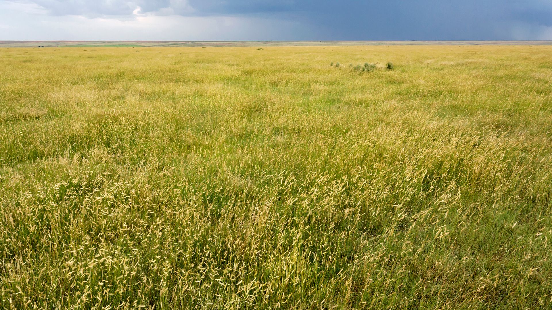 File:Near Frio Draw - Flickr - aspidoscelis.jpg