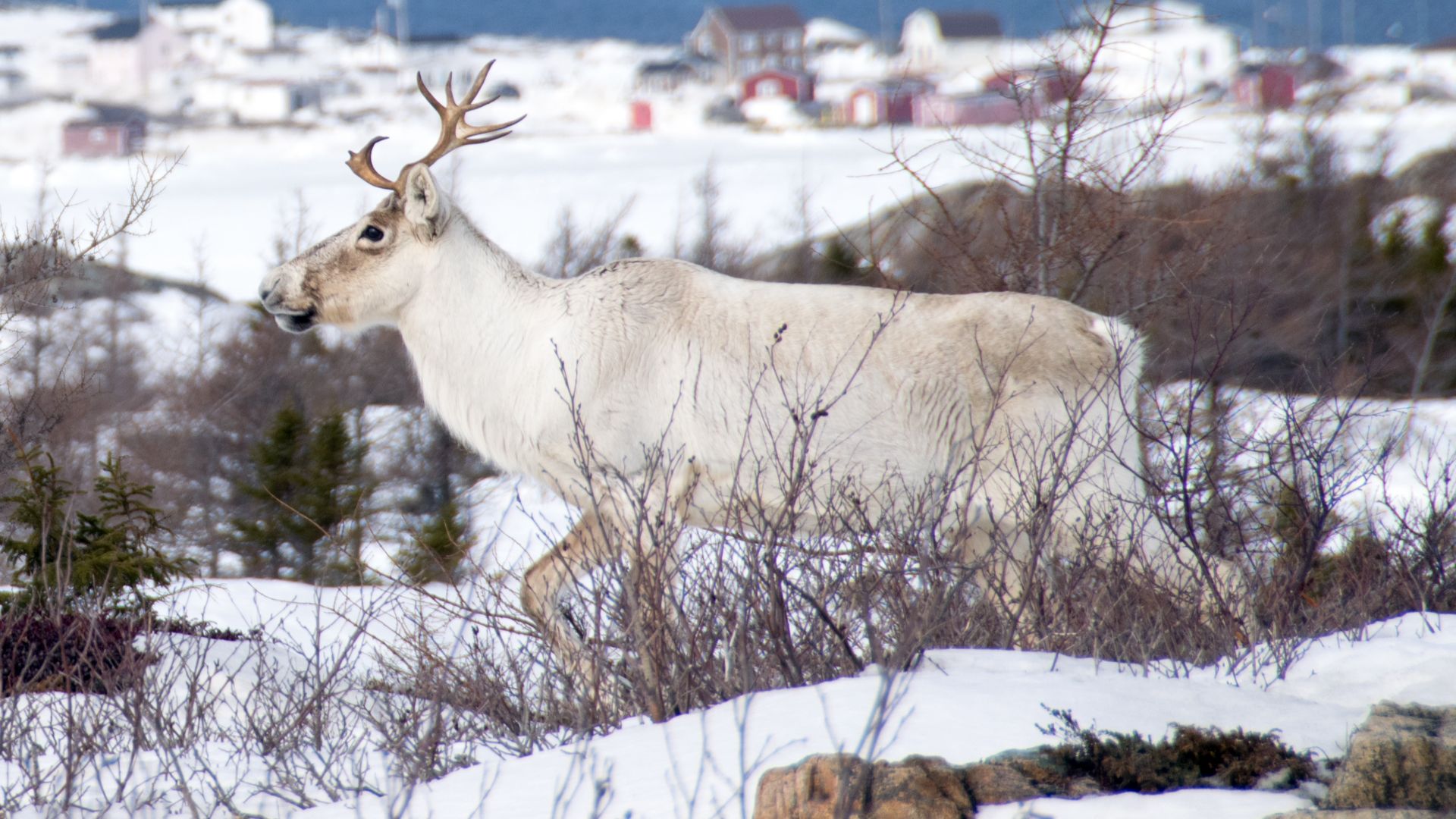 File:Caribou Rangifer tarandus caribou (47796956751).jpg