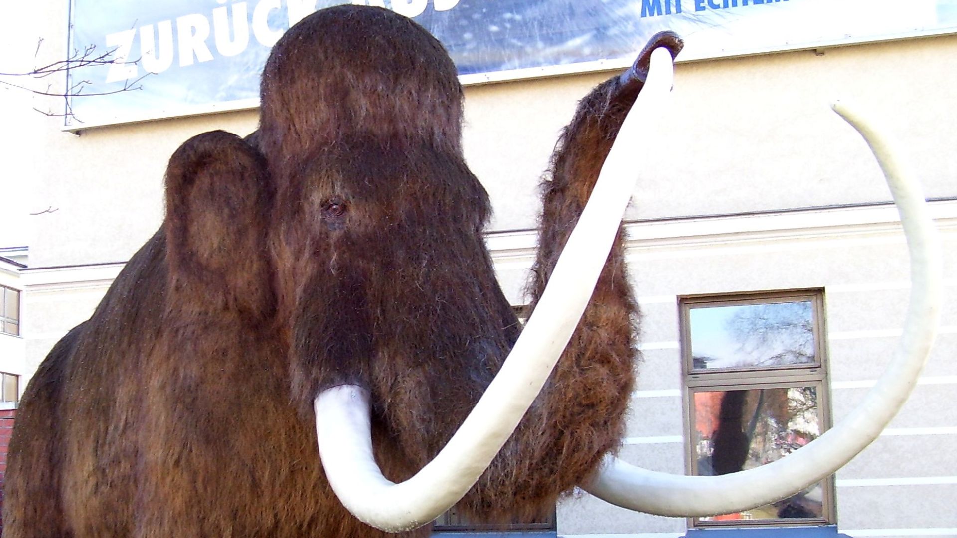 File:Mamut NDH 2.JPG