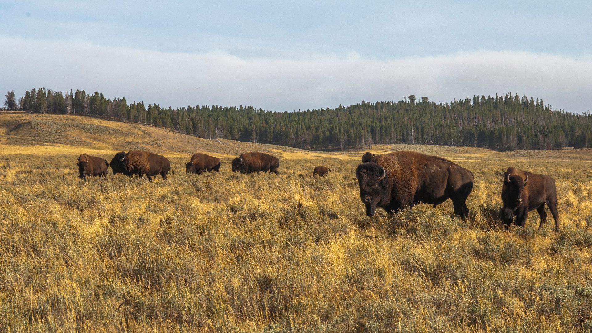File:Bison of Yellowstone.jpg