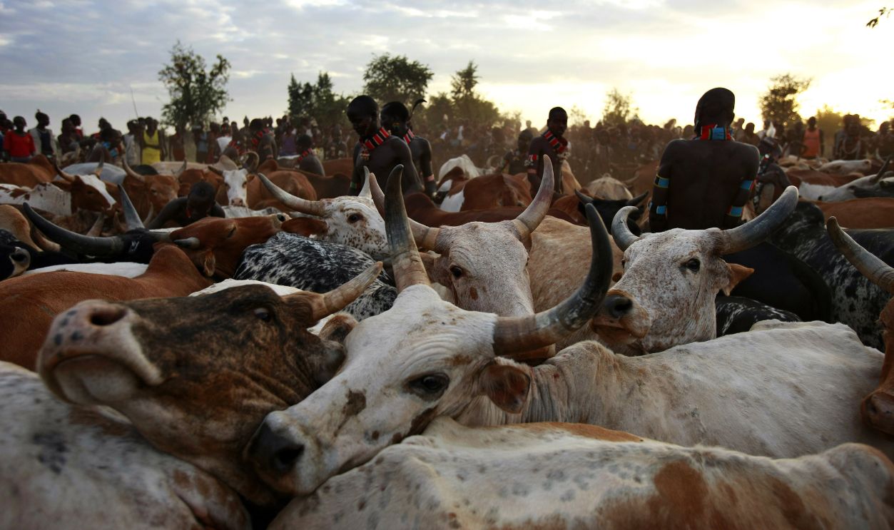 Gettyimages - 111848225, Tribes of the Omo Valley DILABYNO, OMO VALLEY, ETHIOPIA, DECEMBER 2007: Images of the Beshadar people, closely related to the Hamar tribe, in a traditional bull-jumping ceremony on December 14, 2007 in the Omo Valley, South West Ethiopia. The bull-jumping ceremony is one of the most important in a man's life, and once completed allows him to take a wife and marry. 