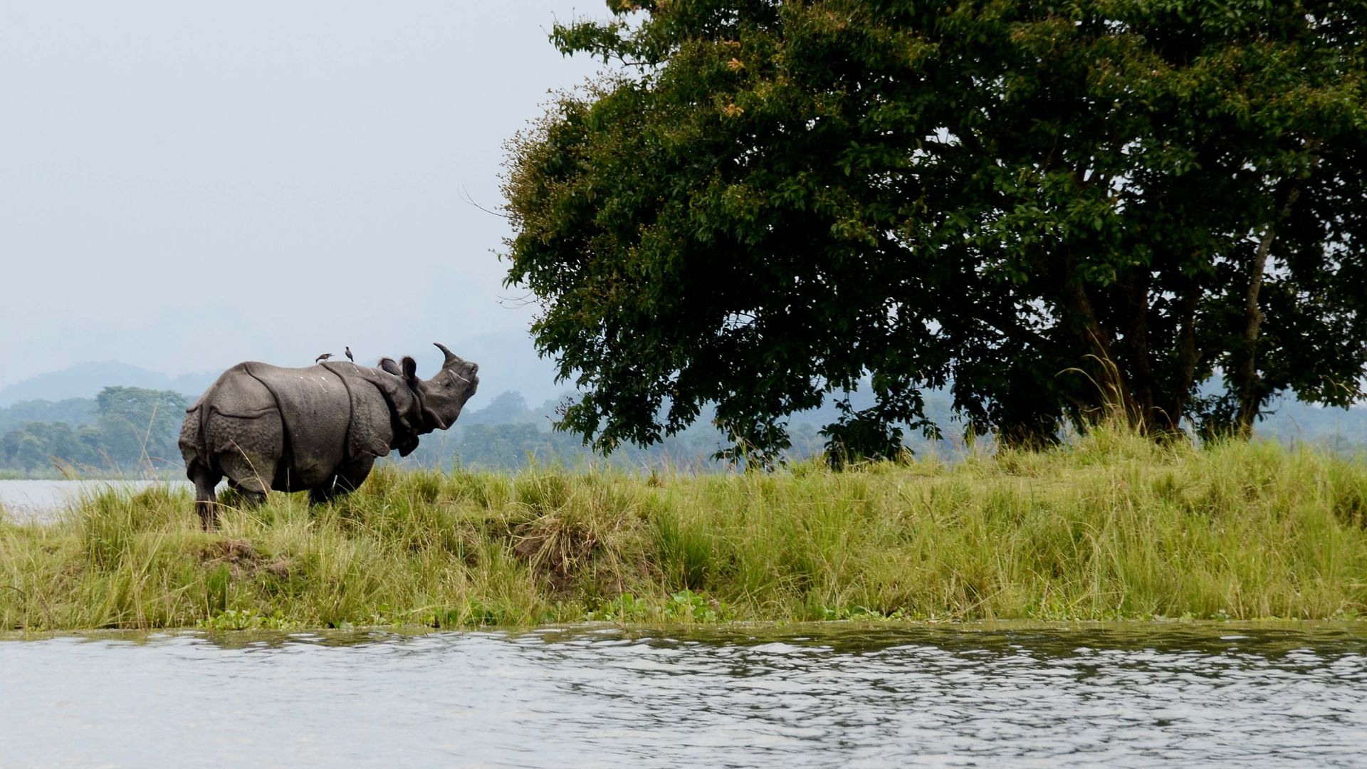 File:Beauty of Kaziranga National Park.jpg