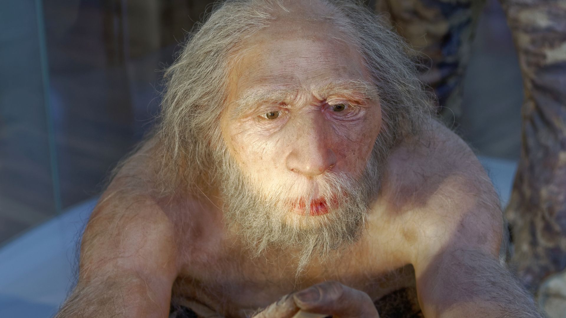 File:Homo neanderthalensis, The Natural History Museum Vienna, 20210730 1225 1277.jpg