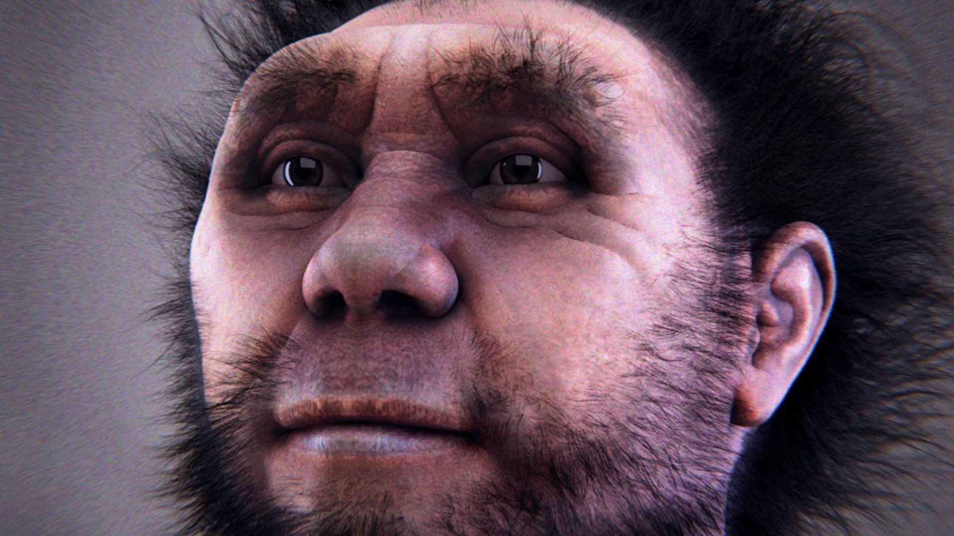 File:Homo erectus pekinensis.jpg