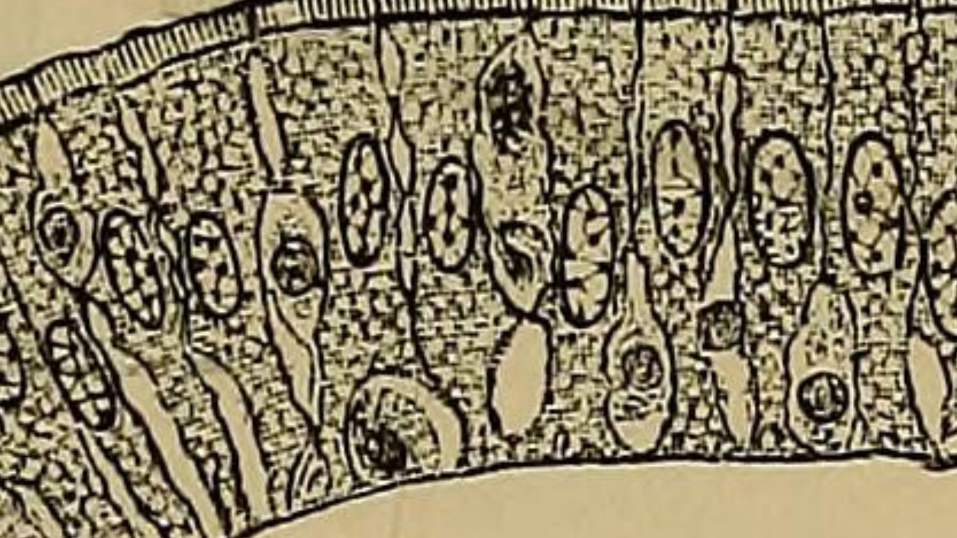 File:Quain's elements of anatomy (1882) (14783079193).jpg