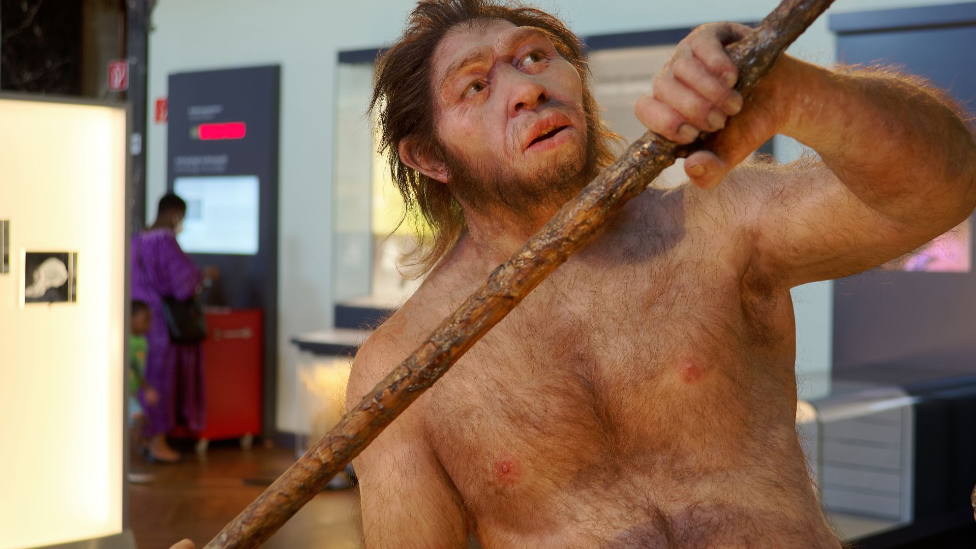 File:Homo erectus, The Natural History Museum Vienna, 20210730 1228 1282.jpg