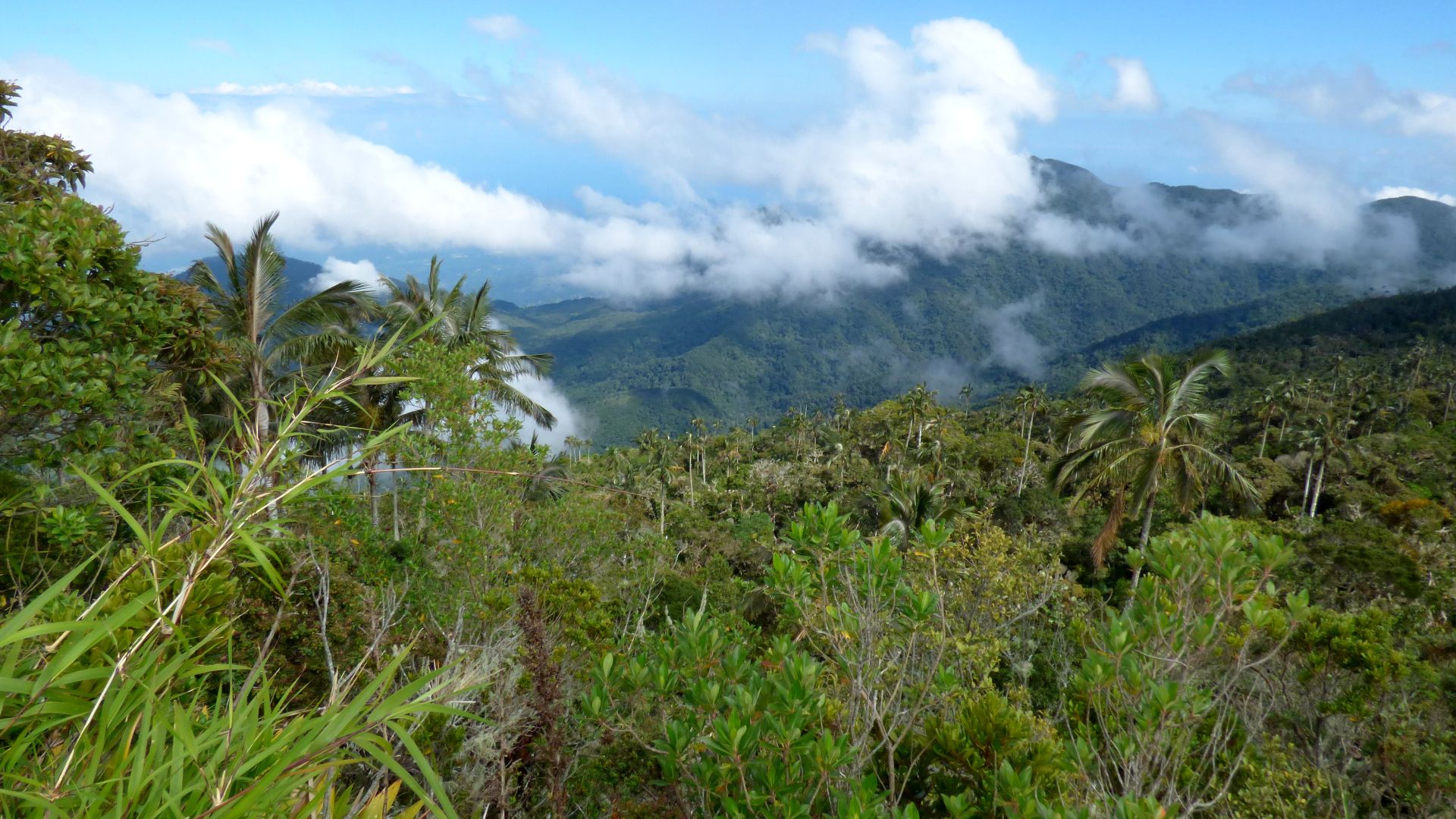 File:Cuchilla de San Lorenzo - Sierra Nevada de Santa Marta - Panorama - Flickr - Alejandro Bayer.jpg