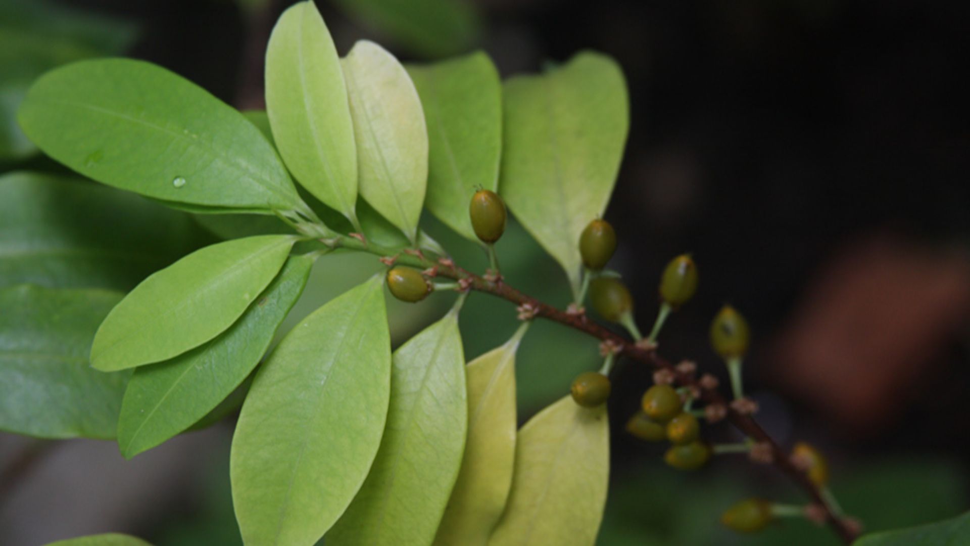 File:Hojas de la Coca (Erythroxylum coca).jpg