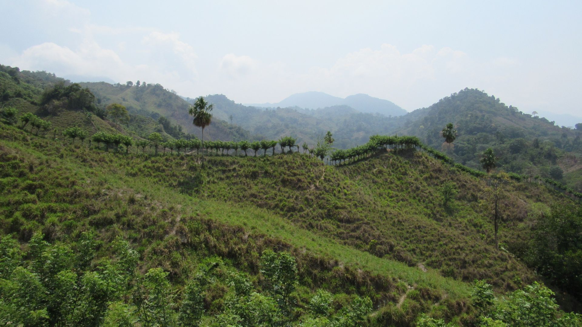File:Recuperación Vegetal Sierra Nevada de Santa Marta 14-04-2019.jpg