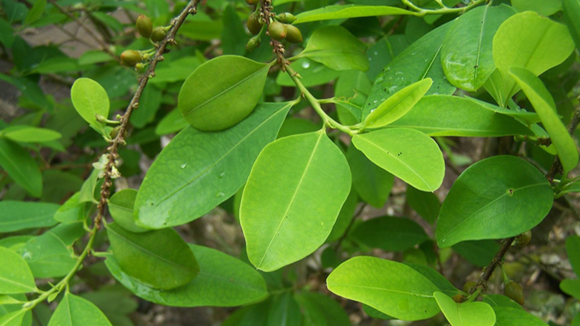 File:Hojas y fruto de Coca (Erythroxylum coca), Takiwasi, Perú.jpg