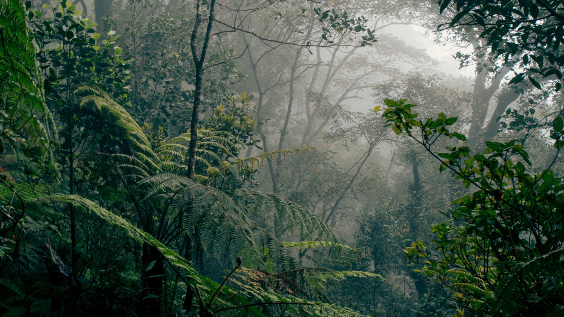 File:Borneo rainforest.jpg
