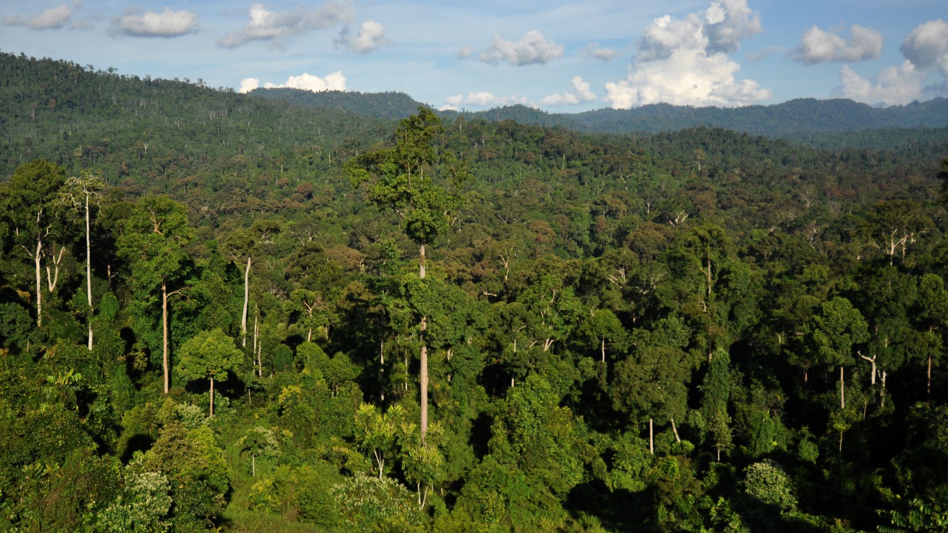 File:BorneoRainforest DSC 9267.JPG