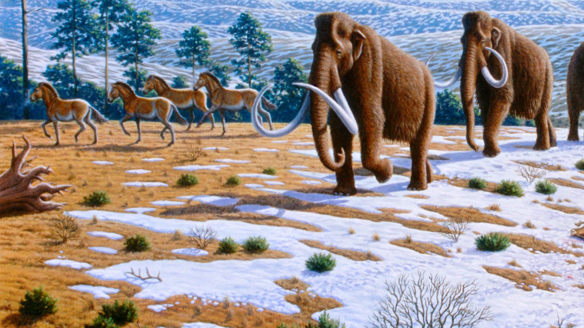 File:Ice age fauna of northern Spain - Mauricio Antón.jpg