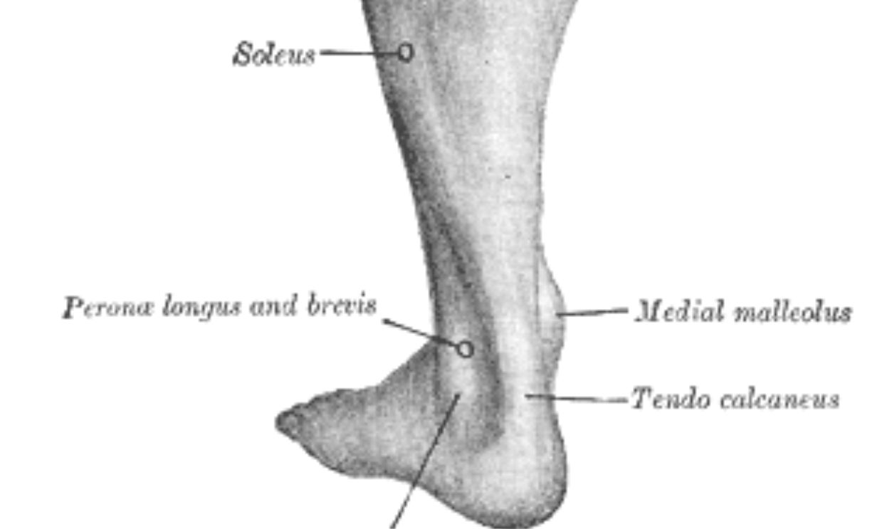 Anatomical Knowledge