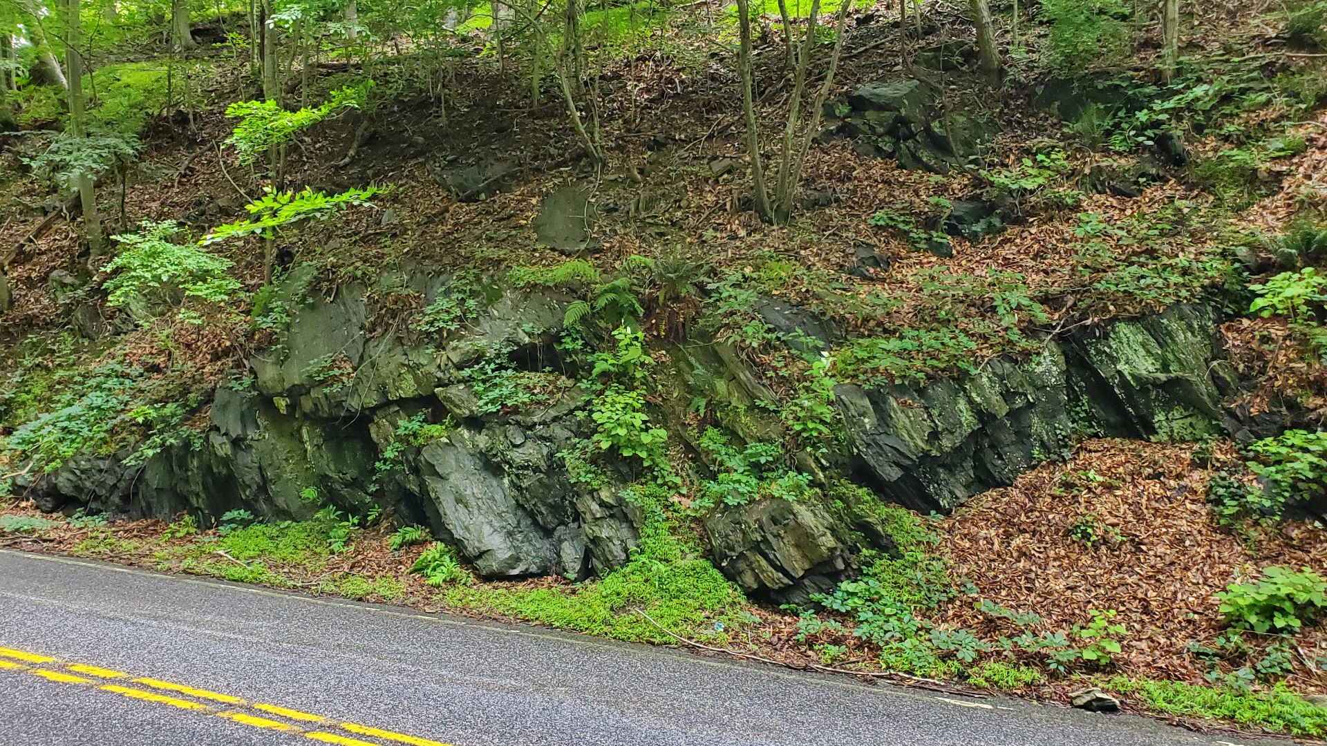 File:Wissahickon Formation metagreywacke 20220616.jpg