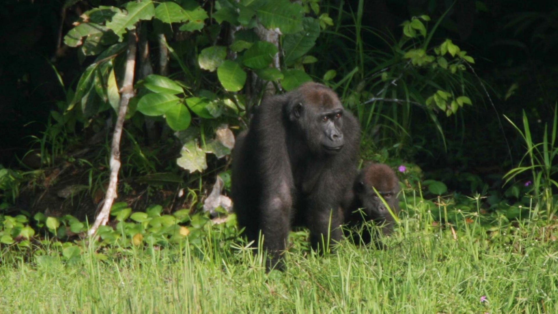 File:Gorrila tool use-Efi.jpg