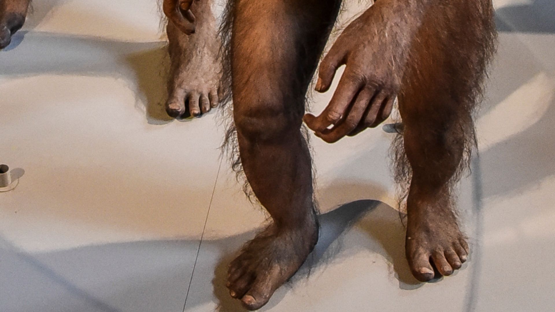 File:Australopithecus afarensis Naturhistorisches Museum Wenen 7-06-2023 11-13-12.jpg