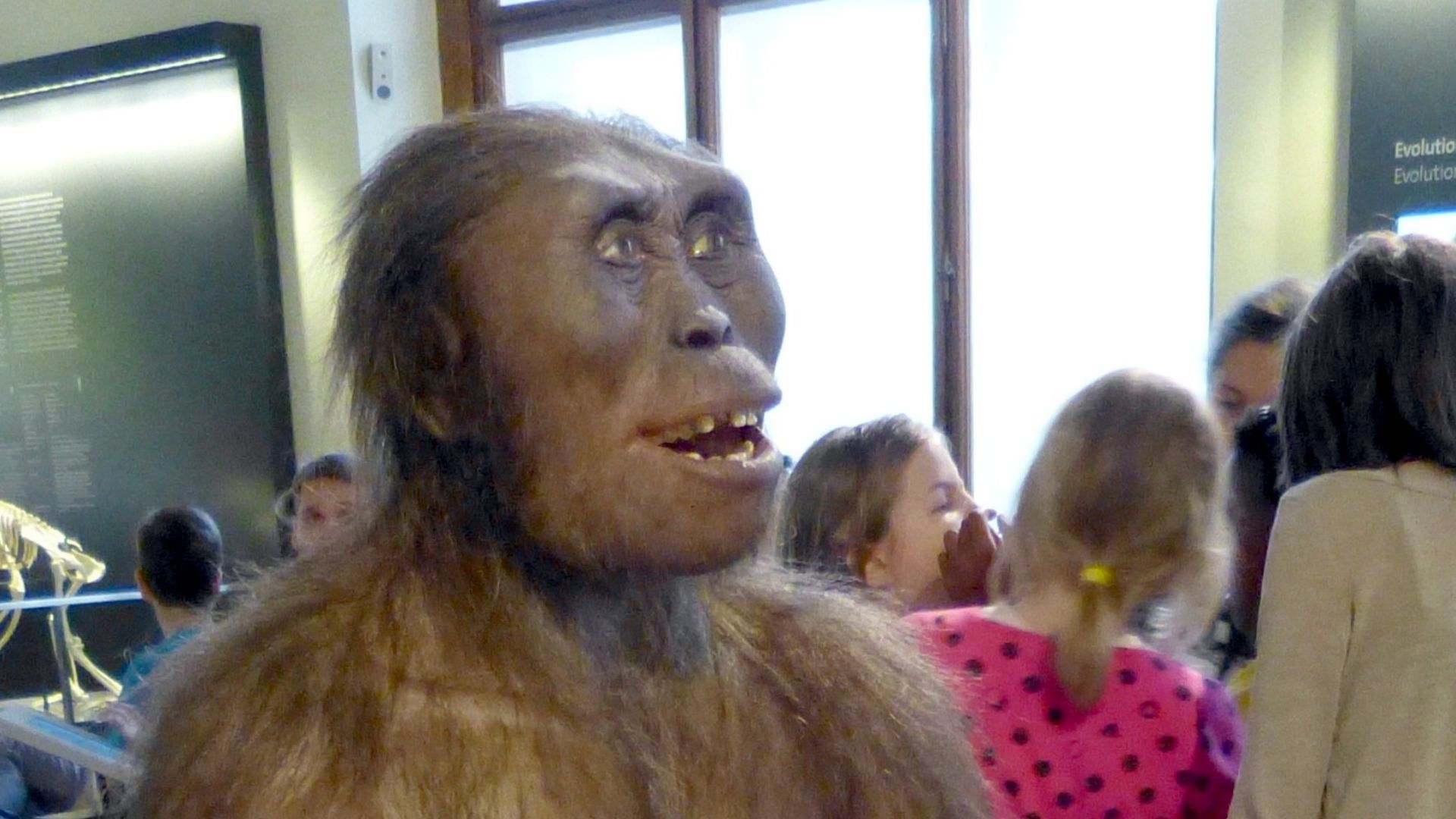 File:NHM - Australopithecus afarensis Modell 2.jpg