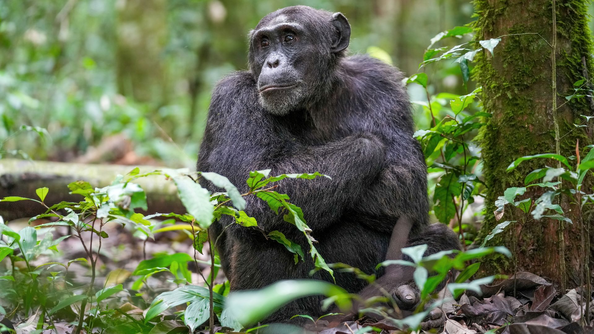 File:013 Alpha male chimpanzee at Kibale forest National Park Photo by Giles Laurent.jpg