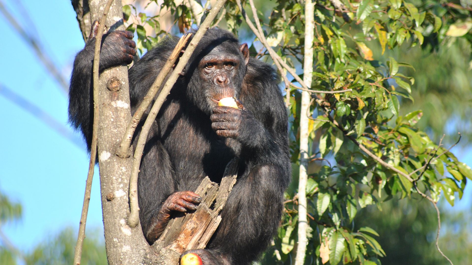 File:Chimp Eden Sanctuary - Chimpanzee eating (5188010148).jpg