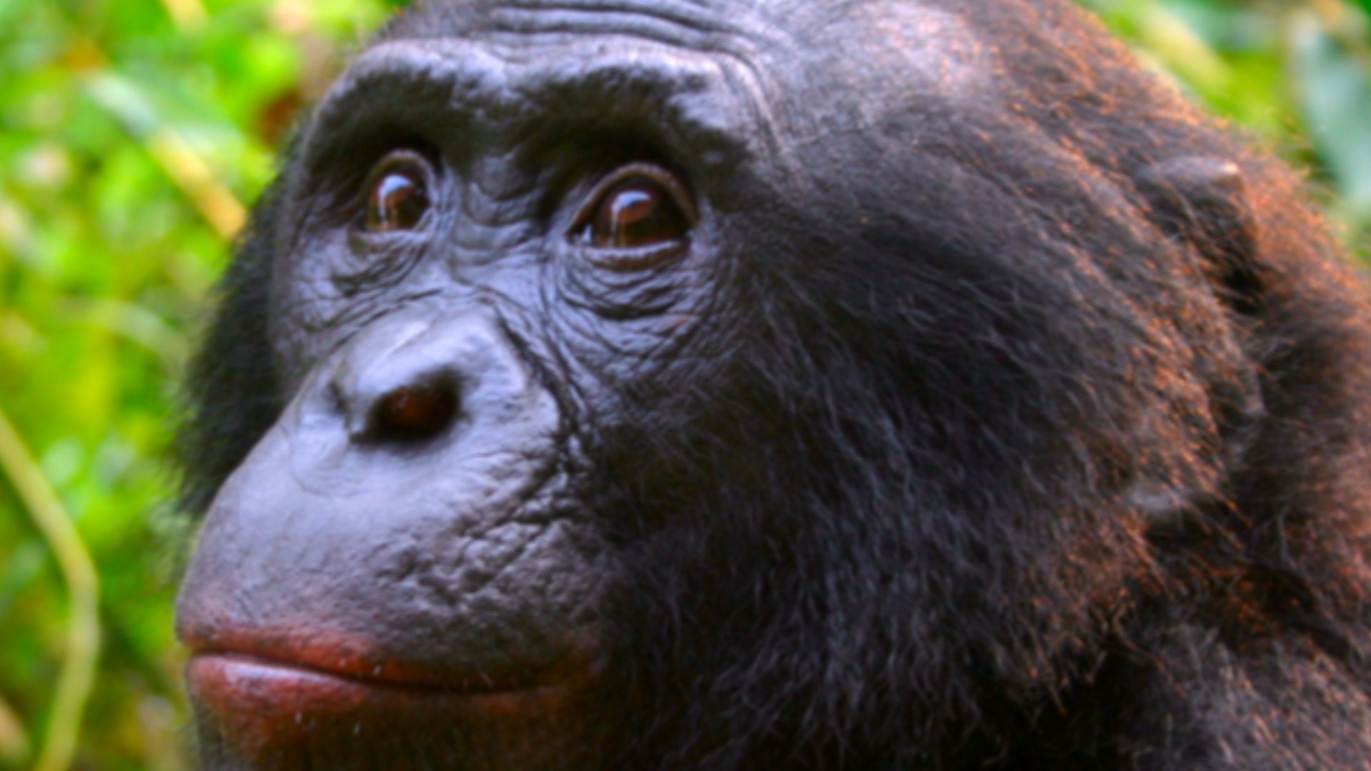 File:Male Bonobo Lola ya Bonobo 2008 (cropped).jpg
