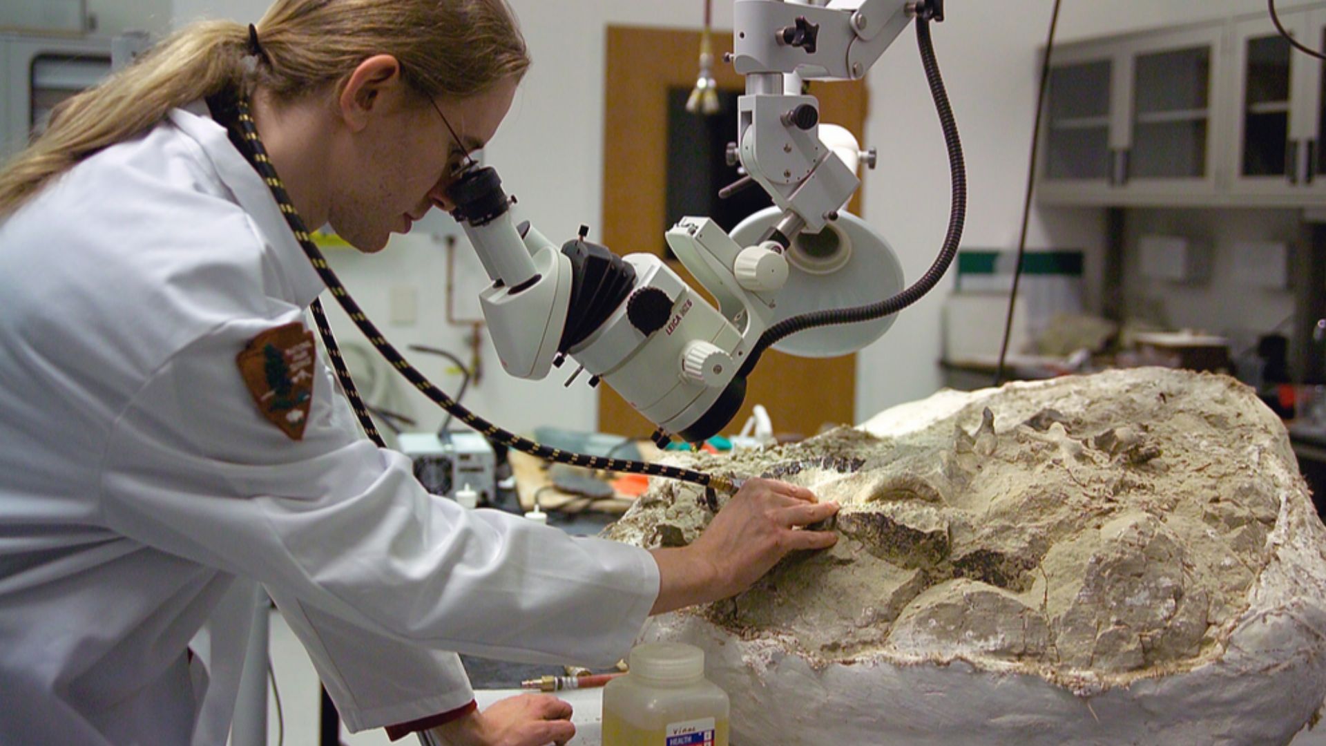 File:Fossil preparation at the Condon Center lab.jpg