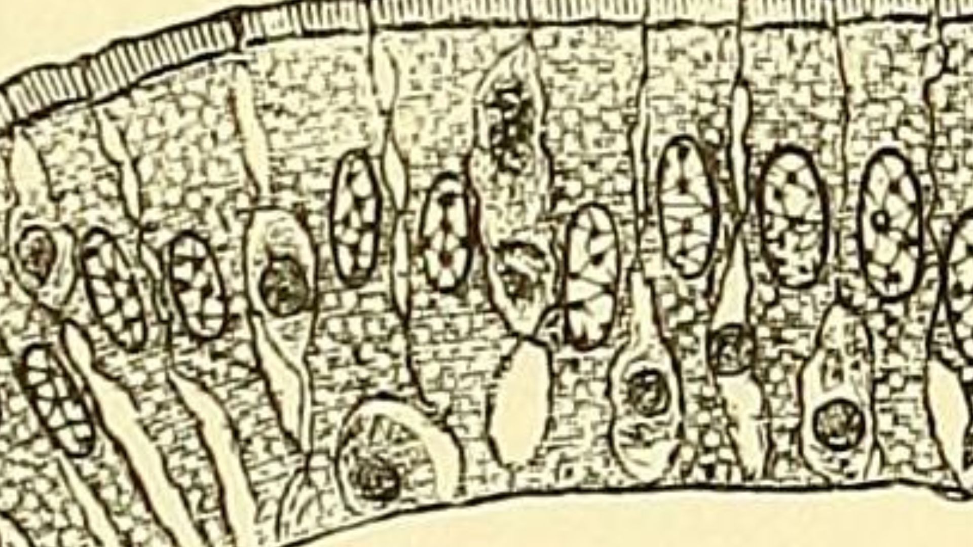 File:Quain's elements of anatomy (1882) (14592061268).jpg