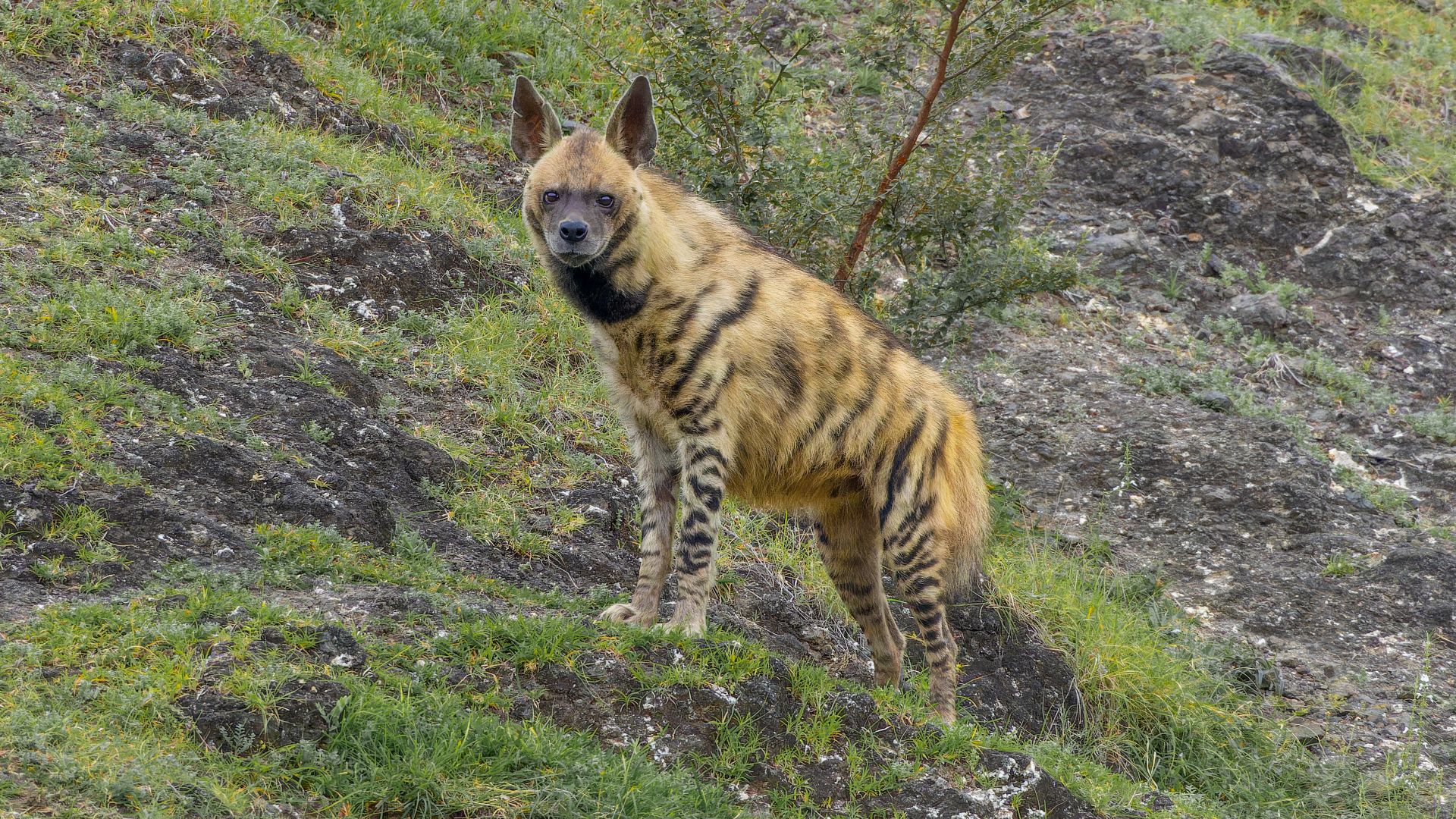File:Striped hyena in Bhigwan August 2025 by Tisha Mukherjee 12.jpg