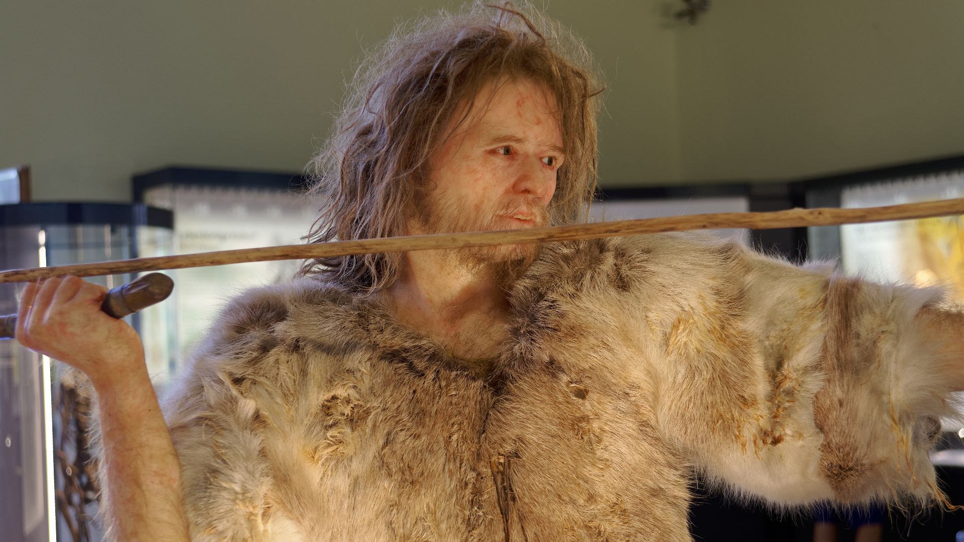 File:Homo Sapiens Cro-Magnon The Natural History Museum Vienna, 20210730 1223 1268.jpg