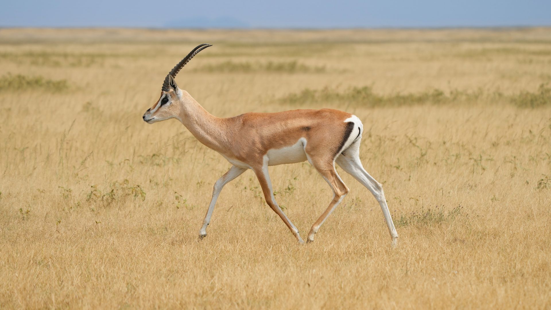 File:022 Grant's gazelle in the Serengeti National Park Photo by Giles Laurent.jpg