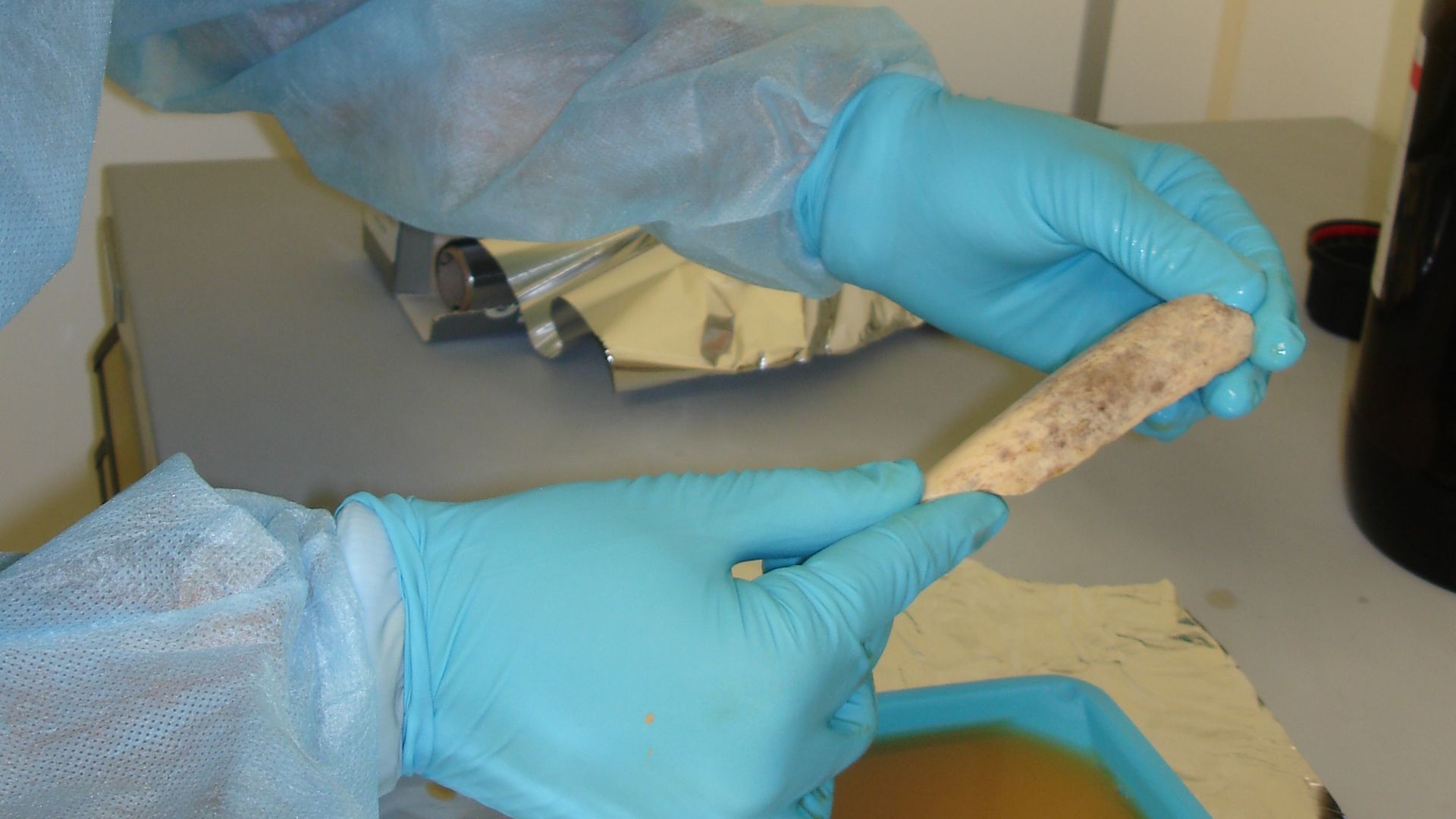 File:Neanderthal DNA extraction.jpg