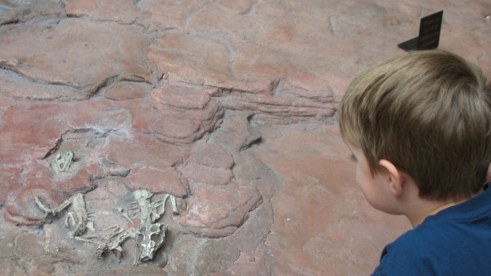 File:600 Child Looking at Bones.jpg
