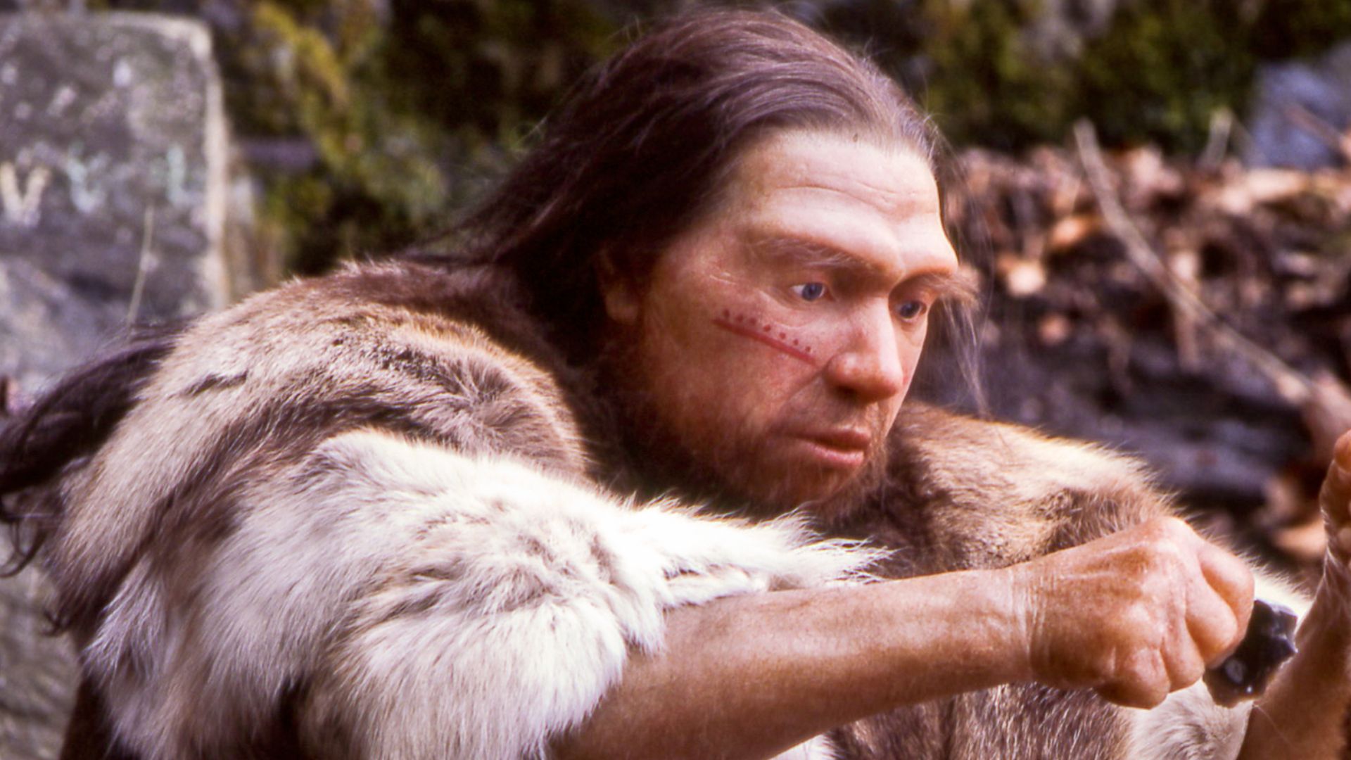 File:Homo sapiens neanderthalensis-Jäger.jpg