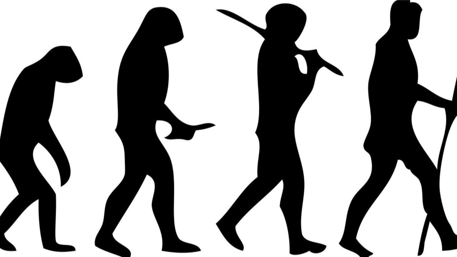 File:Human evolution scheme (2).jpg