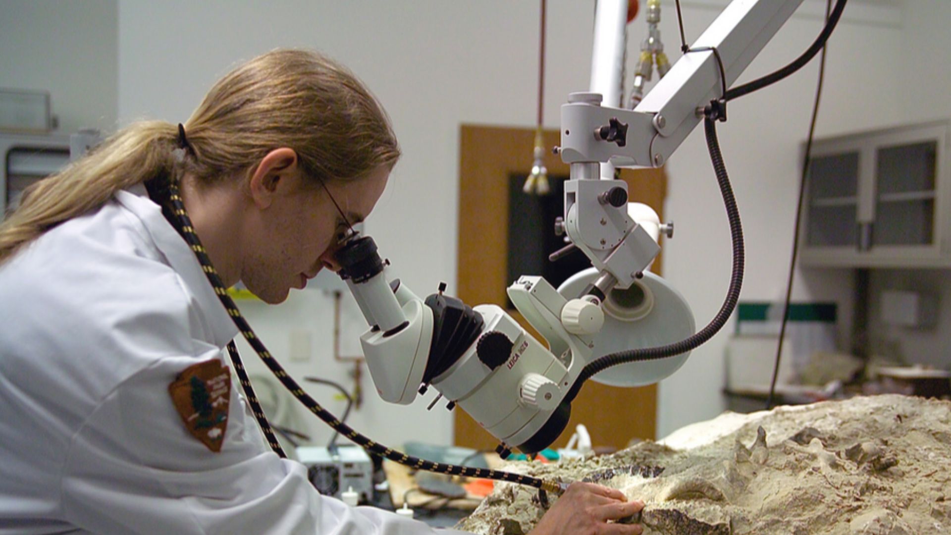 File:Fossil preparation at the Condon Center lab.jpg