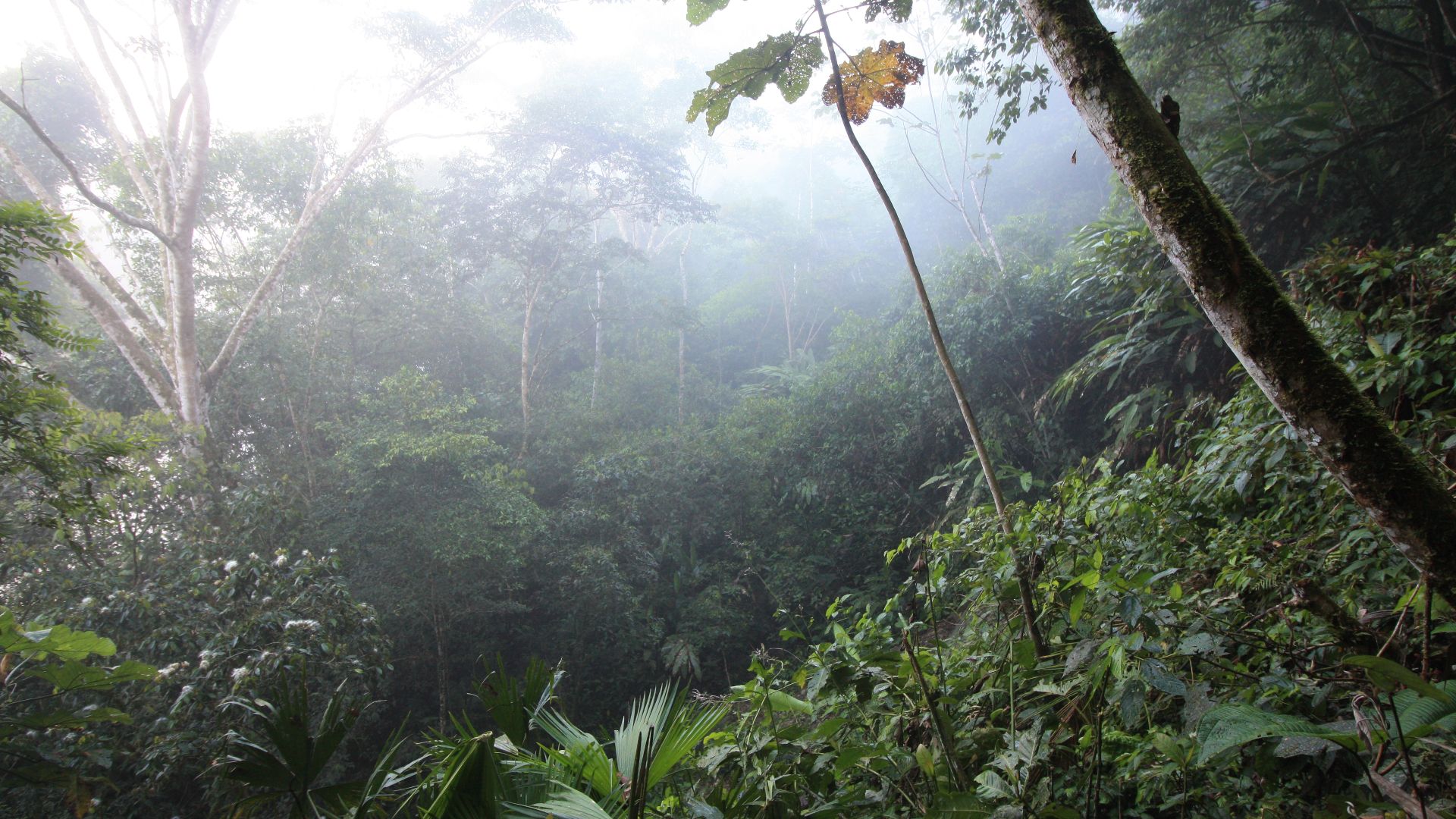 File:Amazon Rainforest in Tena, Ecuador.jpg