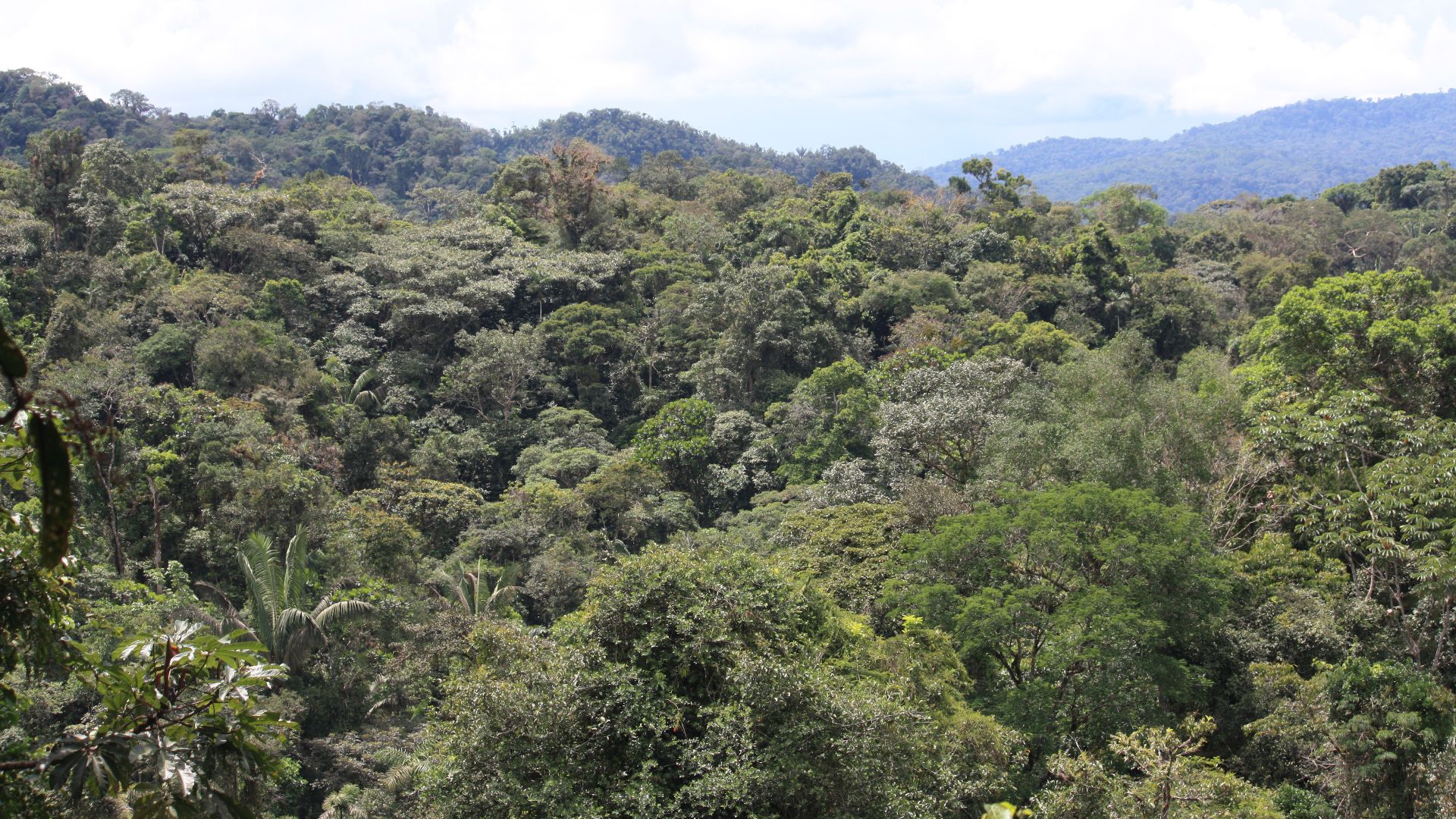 File:Amazon rainforest treetops in Tena, Ecuador.jpg