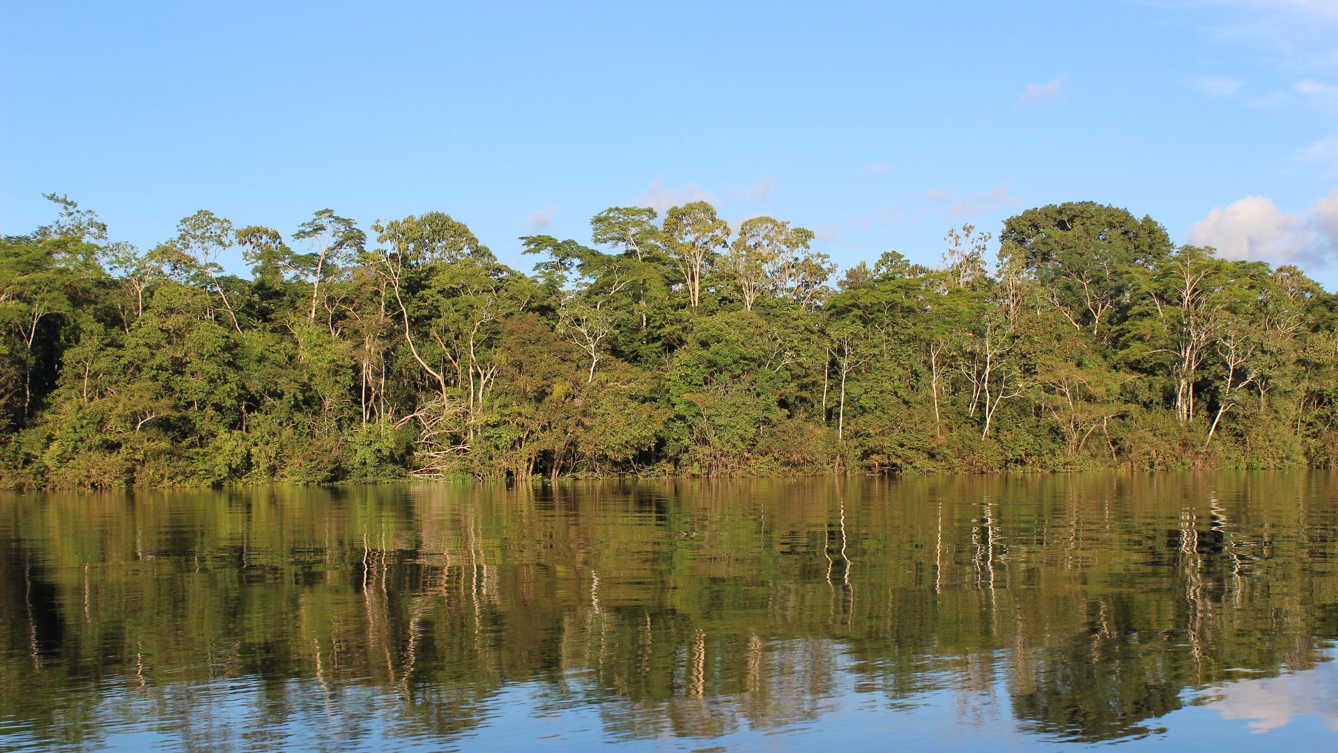 File:Amazon Rainforest.jpg