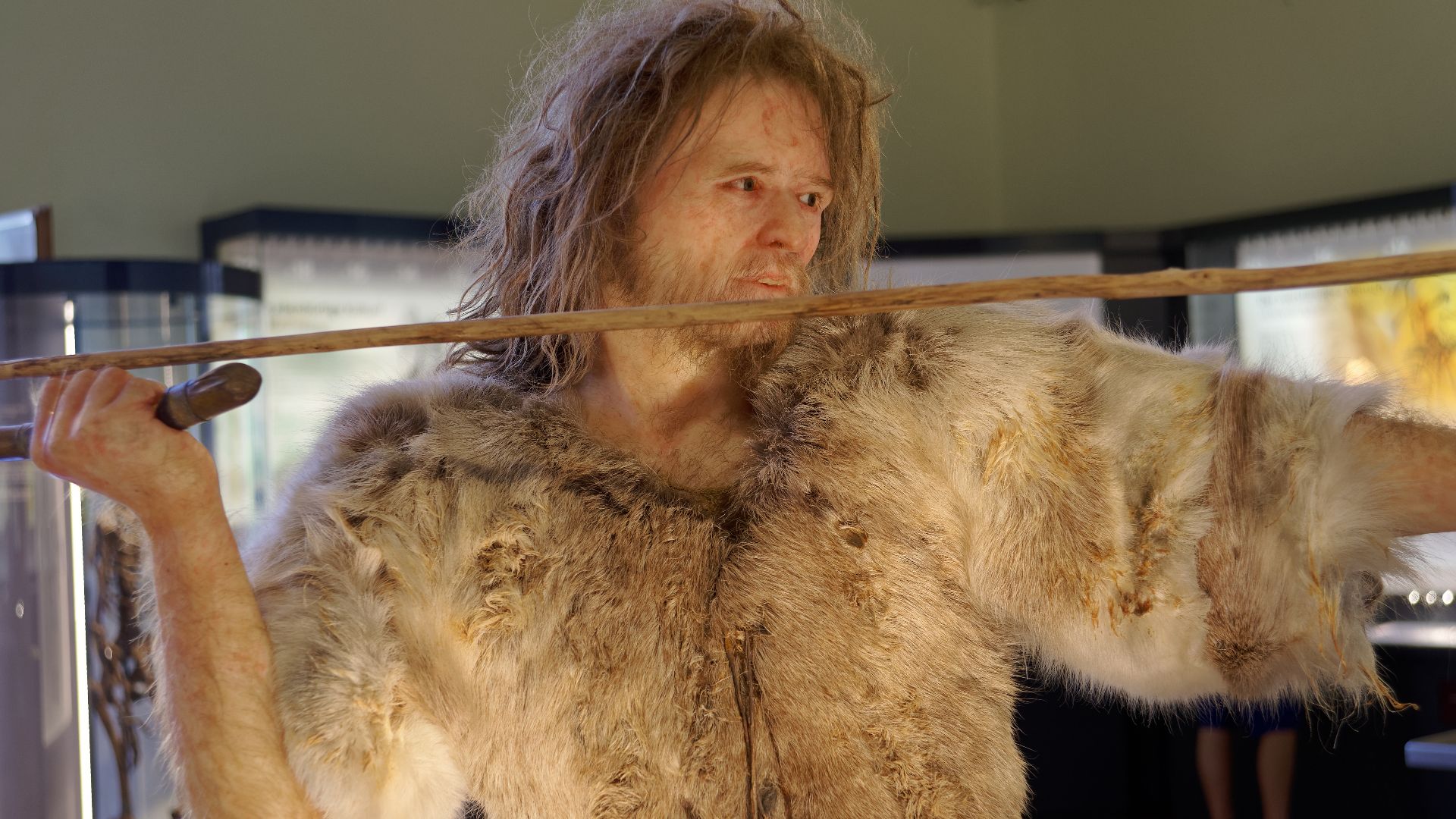 File:Homo Sapiens Cro-Magnon The Natural History Museum Vienna, 20210730 1223 1268.jpg