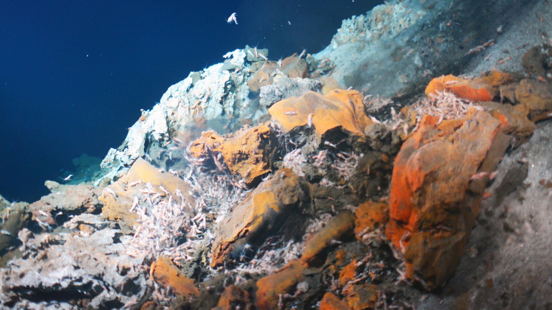 File:Richesses minérales des grands fonds (Ifremer 00703-81505 - 34153).jpg