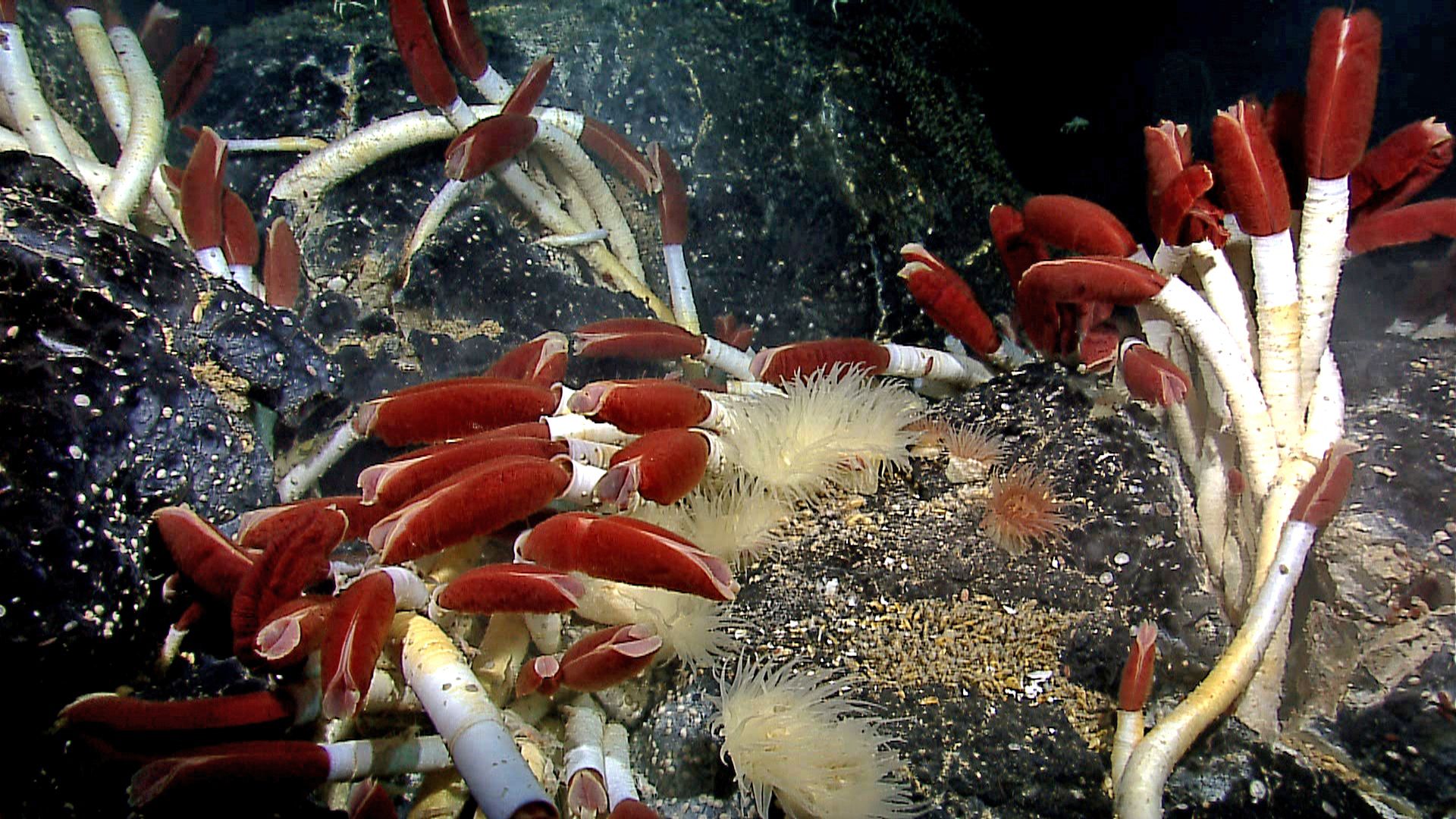 File:Riftia tube worm colony Galapagos 2011.jpg