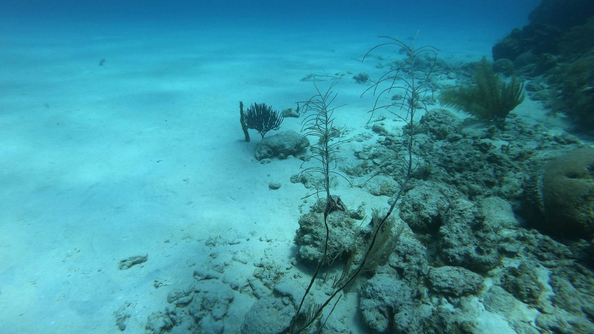 a group of seaweed on the bottom of the ocean floor