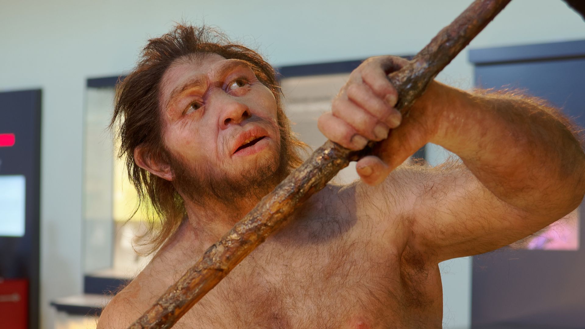 File:Homo erectus, The Natural History Museum Vienna, 20210730 1228 1282.jpg