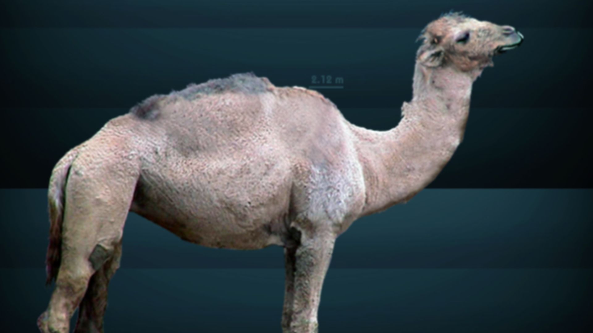 File:Camelops hesternus Sergiodlarosa.jpg