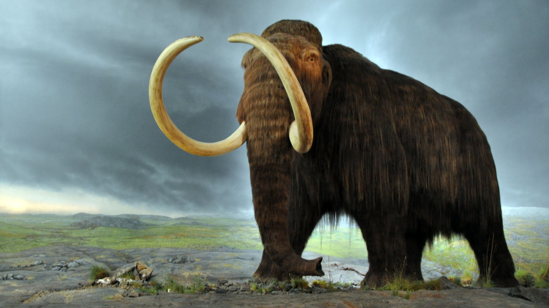 File:Woolly mammoth.jpg