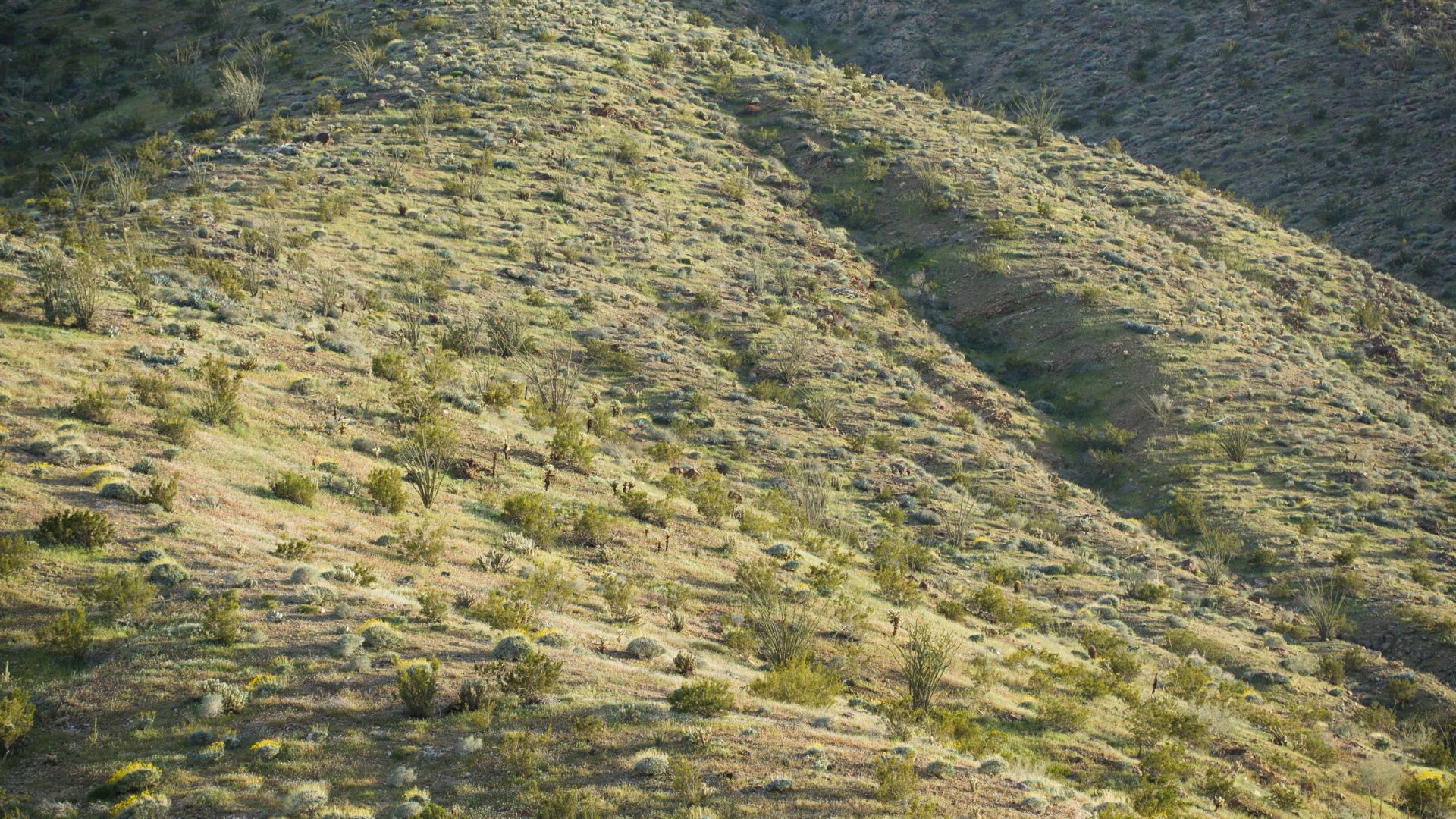 File:Arid hillside (13496716854).jpg