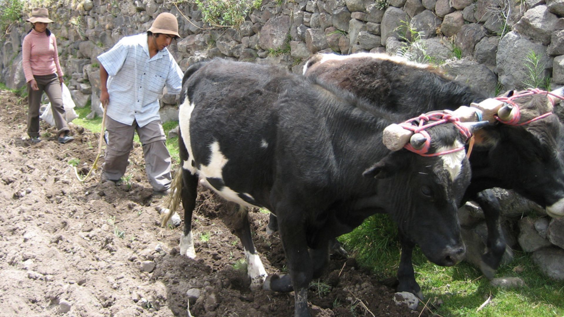 File:Peruvianterracefarmers.jpg